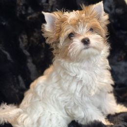 Rumor - Yorkshire Terrier