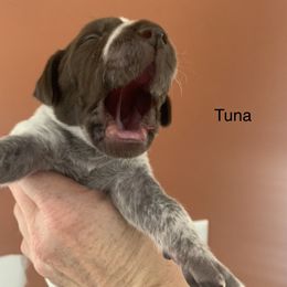 German Shorthaired Pointer Puppies from Secret Garden Pointers
