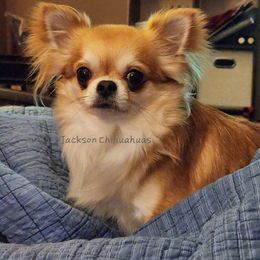 Chief - Chihuahua