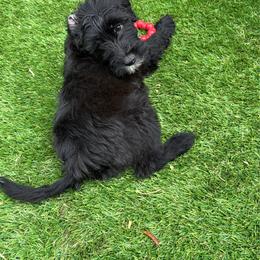 Boy 7 - Black male Whoodle puppy in Sebastian, Florida from Perri’s Whoodles