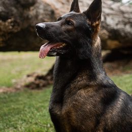 Si - German Shepherd