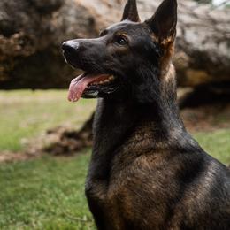 Si - German Shepherd