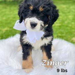 Bernedoodle Puppies from Abby Hamilton