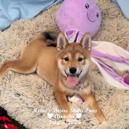 Airashii - Red female Shiba Inu puppy in Derby, Kansas from Heart’s Desire Shiba Inus
