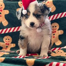 BMF aka Stormi - Blue merle female Miniature Australian Shepherd puppy in Connelly Springs, North Carolina from Appalachian Aussies