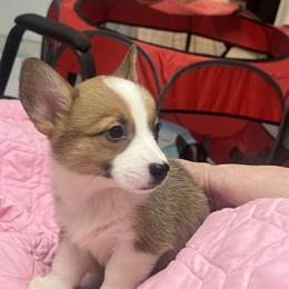 Dachshund and Pembroke Welsh Corgi Puppies from Corgie & Cream Paradise