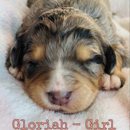 Gloriah - Merle female Bernedoodle puppy in Sherman, Illinois from Shirl Doodle Life