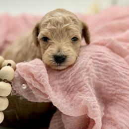 Blue collar male - Apricot male Havapoo puppy in Marshallville, Ohio from Grassy Meadow Pups
