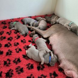 Weimaraner Puppies from Split Rock Weimaraners