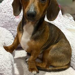 Buttons - Dachshund