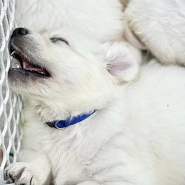 Golden Retriever Puppies from Pushin’ Sand Goldens