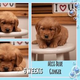 Ginger Morrible - Dark golden female Golden Retriever puppy in Driggs, Idaho from SK Golden Retrievers