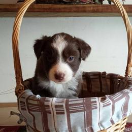 Australian Shepherd Puppies from AussieLand Shepherds