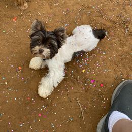 Winston - Yorkshire Terrier