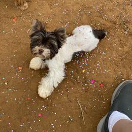 Winston - Yorkshire Terrier