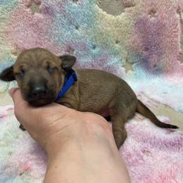Rusty - Blue fawn male Italian Greyhound puppy in Lancaster, Missouri from White Stone Ranch