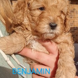 Goldendoodle Puppies from Maggie's Mini Goldendoodles