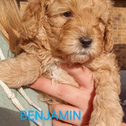 Goldendoodle Puppies from Maggie's Mini Goldendoodles