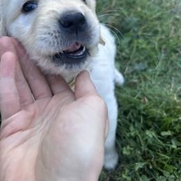 Golden Retriever Puppies from Trillium Spring's Goldens