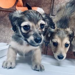 Dachshund Puppies from Northwest Dachshunds