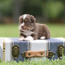 Justice - Red tri male Miniature Australian Shepherd puppy in White Oak, Texas from Triple Lake Ranch Miniature Australian Shepherds