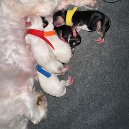 Maltese, Morkie, Poodle, and Yorkshire Terrier Puppies from YorkiesPawsLife