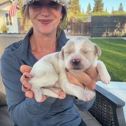 Eden - Yellow and white female Bernedoodle puppy in Yuba City, California from Ranch House Doodles