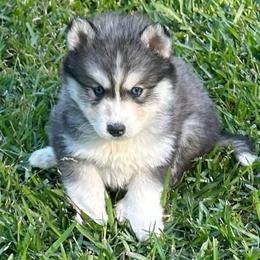 Cherokee - Gray and white male Siberian Husky puppy in Summerville, South Carolina from Carolina Husky Lodge