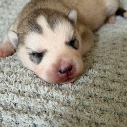 Cerberus - Gray and white male Siberian Husky puppy in Amery, Wisconsin from Sovereign Siberians