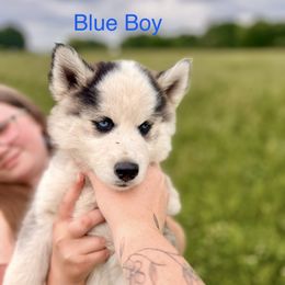 Siberian Husky Puppies from Red Top Huskies