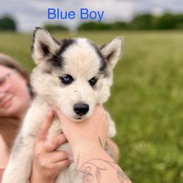 Siberian Husky Puppies from Red Top Huskies