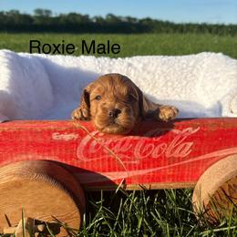 Boy 4 - Parti male Goldendoodle puppy in Wever, Iowa from JK Royal Lines
