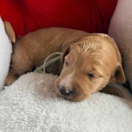 Bubbles - teal collar - Apricot female Goldendoodle puppy in Puyallup, Washington from Dawnie’s Doodles