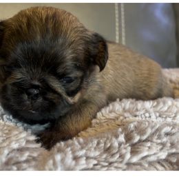 Brussels Griffon Puppies from Shelly's Brussels Griffons