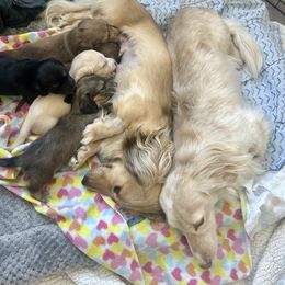 Dachshund puppies from Long Blonde Doxies