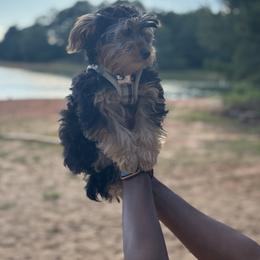 Old English Sheepdog, Poodle, Sheepadoodle, and Yorkipoo Puppies from Love Tallulah Sheepadoodles LLC