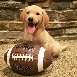 Labrador Retrievers from Queens Creek Labrador Ranch