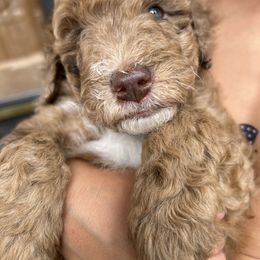 Aussiedoodle Puppies from Sister Doodles