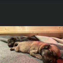 Miniature Schnauzer Puppies from S & S Miniature Schnauzer