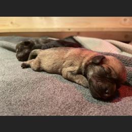 Miniature Schnauzer Puppies from S & S Miniature Schnauzer