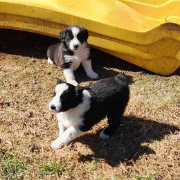 Butch Cassidy - Black and white English Shepherd puppy in Columbia, Connecticut from Tranquil Morning Farm