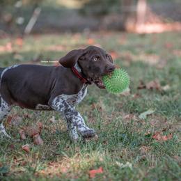 German Shorthaired Pointer and Vizsla Puppies from Nosam Kennels