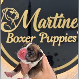 Girl 3 - Fawn female Boxer puppy in Orlando, Florida from Martinez AKC Boxers of Central Florida