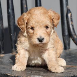 Kirk - Cream male Whoodle puppy in West Bend, Iowa from Blue Skies Terriers