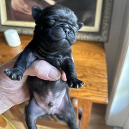 TBDk - Black male Pug puppy in Boynton Beach, Florida from Camp Pug