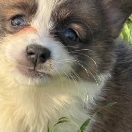 Female3 Spot and Drop - Red female Pembroke Welsh Corgi puppy in Heyworth, Illinois from Schumaker Corgis