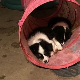 Australian Shepherd Puppies from BlueRain Aussies