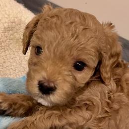 Pax - Cream male Cavapoo puppy in Sedona, Arizona from Sedona Ranch Microdoodles