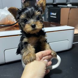 Shih Tzu and Yorkshire Terrier Puppies from Tiny Puppies World