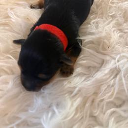 Red - Black and tan female Yorkshire Terrier puppy in Selden, New York from Alisha's Yorkshire Terriers